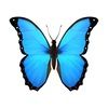 _bluebutterfly
